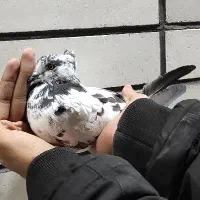 کفتر زاغ دم سفید|پرنده|سیرجان, |دیوار