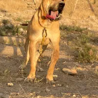 سگ سرابی اصیل