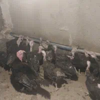 بوقلمون ماده پایان دوره(ازتخم رفته)|حیوانات مزرعه|تهران, فردوسی|دیوار