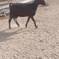 بز دورگ