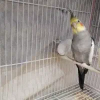 عروس هلندی صحبتی