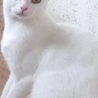 واگذاری گربه ها