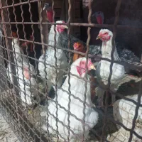 مرغ و خروس برهما و دوتا بوقلمون|حیوانات مزرعه|تهران, شادآباد|دیوار