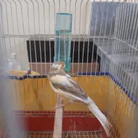 قناری ابلق|پرنده|گلستان (تهران), |دیوار