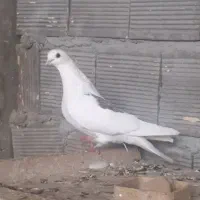 کبوتر پرشی ،کله دم سبز وسرخ و کاشونی