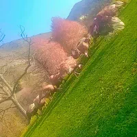 فروش فوری|حیوانات مزرعه|هوراند, |دیوار