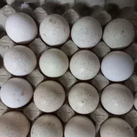 تخم بوقلمون محلی