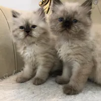 گربه