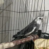 عروس هلندی معاوضه با سره