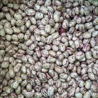 پخش حبوبات ایرانی،دستچین و درجه یک زیر قیمت مولوی|خوردنی و آشامیدنی|تهران, بهمن یار|دیوار
