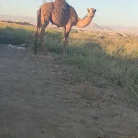 جونگ 6ماه بچه شتر|حیوانات مزرعه|مشهد, مهدی آباد|دیوار