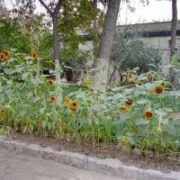 نشا گوجه فرنگی