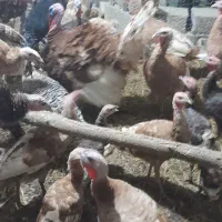 تخم بوقلمون بورن بورن(رشت،رودسر)