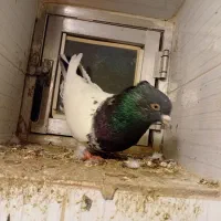 کبوتر|پرنده|میاندوآب, |دیوار