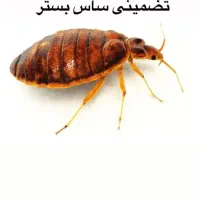 خدمات سمپاشی سام... لطفاً متن آگهی تا آخر بخوانید