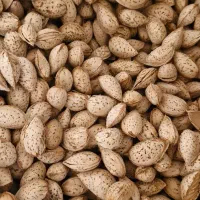 خشکباری صدری نقدی