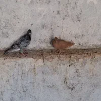 کبوتر رنگی|پرنده|اهواز, شهرک حفاری|دیوار
