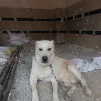 سگ نگهبان باهوش