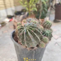 کاکتوس|گل و گیاه طبیعی|شیراز, کرونی(خاتونک)|دیوار