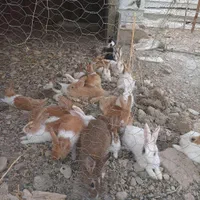 خرگوش فروشی