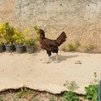 مرغ لاری تخم گذار جوان