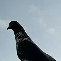 کبوتر نر گمشده مشکی +ماده سفید با خط‌های مشکی