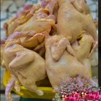 موغ پناهنده مورغ تخم گزار