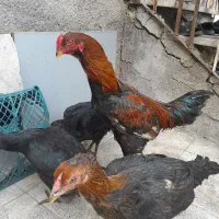 خروس لاری افغان اصل شش ماهه