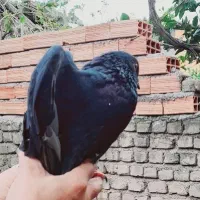 کبوتر|پرنده|سنگدوین, |دیوار