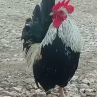 چاپنیز و لهستانی فروشی