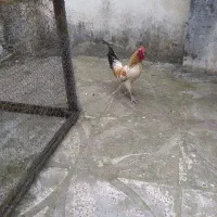 مرغ وخروس