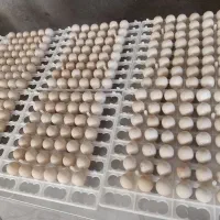 تخم نطفه دار