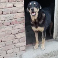 سگ پژدر /افغان /سرابی