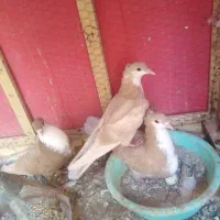 کفتر جوجه ریش