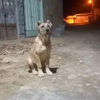 توله سرابی نر