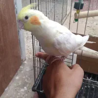 عرس هلندی نر