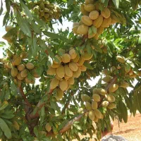نهالستان پالیز دارای نهال های شناسنامه‌دار|خدمات باغبانی و درختکاری|جوانرود, |دیوار