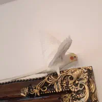 عروس هلندی