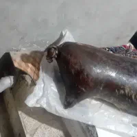 هیزه نونو