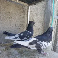 کبوتر جفتی و تکی|پرنده|مرودشت, نقش رستم|دیوار