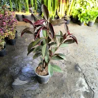 گل وگیاه دختر گلفروش|گل و گیاه طبیعی|بندر ماهشهر, |دیوار