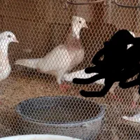 سلام وقت بخیر فروش 3تا طوقی