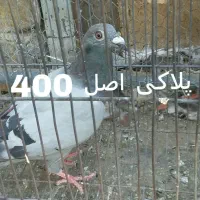 کبوتر|پرنده|قم, شهرک توانیر|دیوار