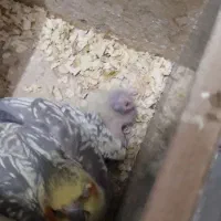 جفت عروس گل باقالی و سیامون با جوجه
