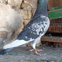 کبوتر پلاکی  دستگیری عربستان