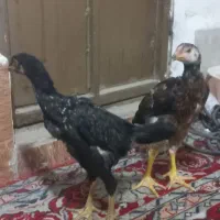 جوجه لاری اوشامو