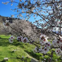 بلیط کنسرت رایگان