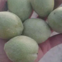 گردو پوست کاغذی سامان