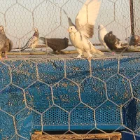 پشت سیز نر|پرنده|شیراز, کفترک|دیوار