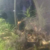 ماهی آکواریومی|ماهی|مشهد, امیریه|دیوار